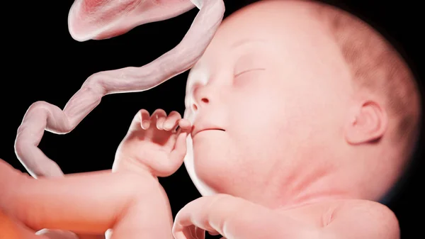 27週目の胎児図 — ストック写真