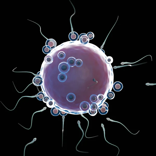 Human Egg Cell Sperm Illustration — Stock Photo, Image