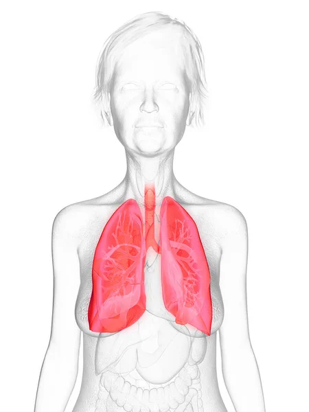 Elderly Woman Lung Illustration — Stock Photo, Image