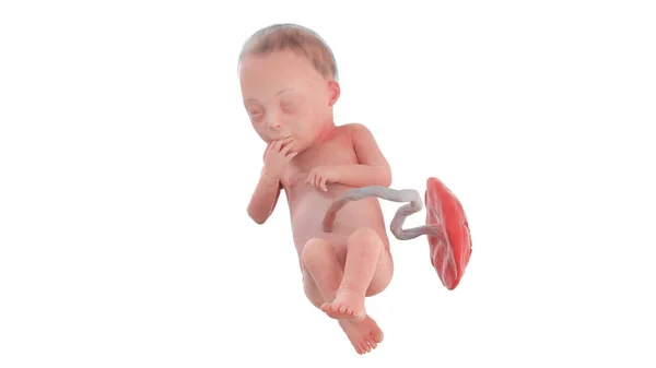 Foetus Manusia Minggu Ilustrasi — Stok Foto