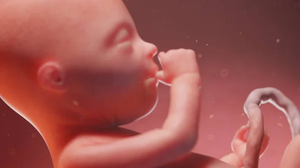 Ανθρώπινο Έμβρυο Στην Εβδομάδα Εικονογράφηση — Φωτογραφία Αρχείου