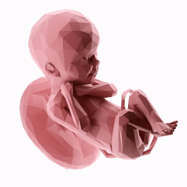 第24周的胎儿 摘要说明 — 图库照片