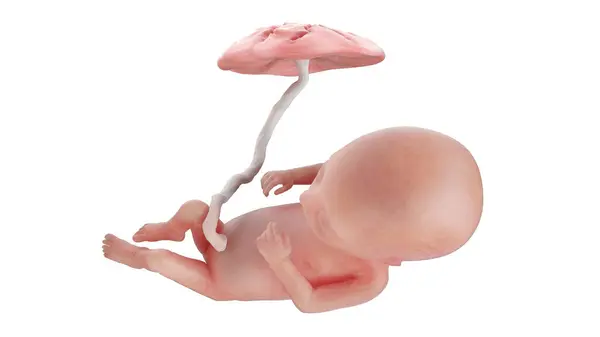 15週目の人間の胎児イラスト — ストック写真