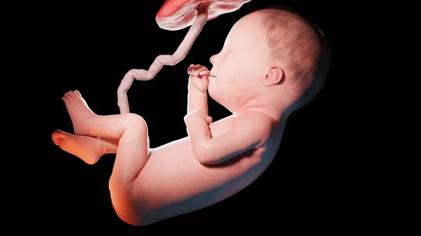 27周时的胎儿 — 图库照片