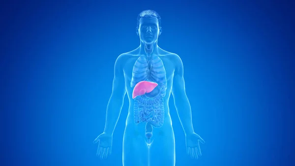 青い背景の人間の肝臓 イラスト — ストック写真