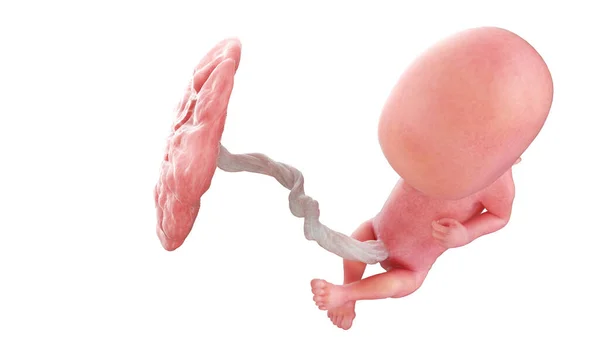 Ανθρώπινο Έμβρυο Την 12Η Εβδομάδα Απεικόνιση — Φωτογραφία Αρχείου