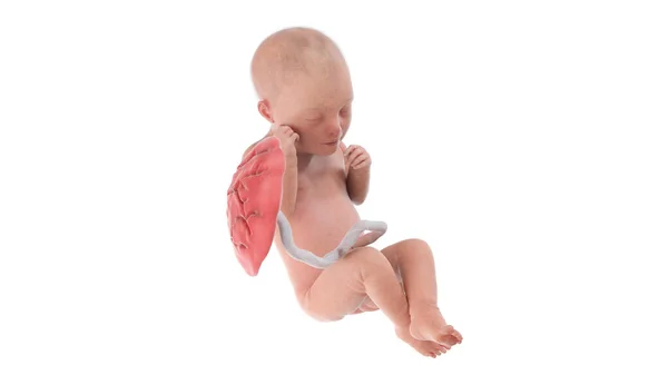 33週目の人間の胎児図 — ストック写真