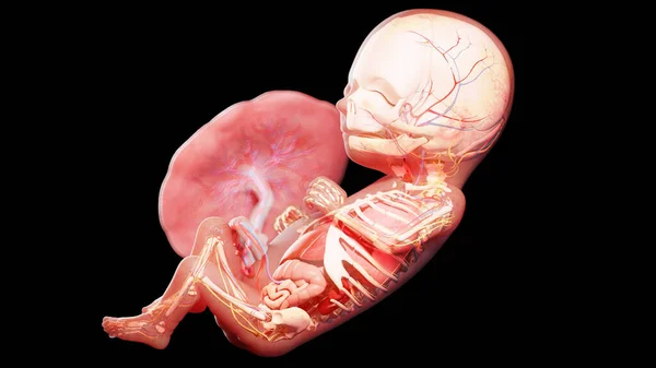 Ανθρώπινο Έμβρυο Την 15Η Εβδομάδα Εικονογράφηση — Φωτογραφία Αρχείου