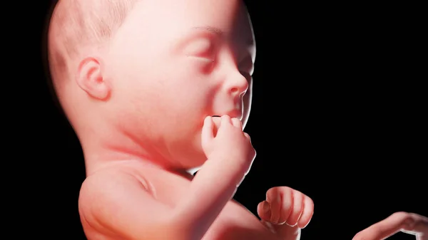 第28周的胎儿 — 图库照片