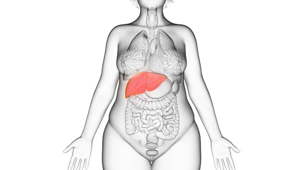 Hígado Mujer Obesa Ilustración —  Fotos de Stock