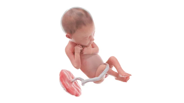 24周时的人类胎儿 — 图库照片