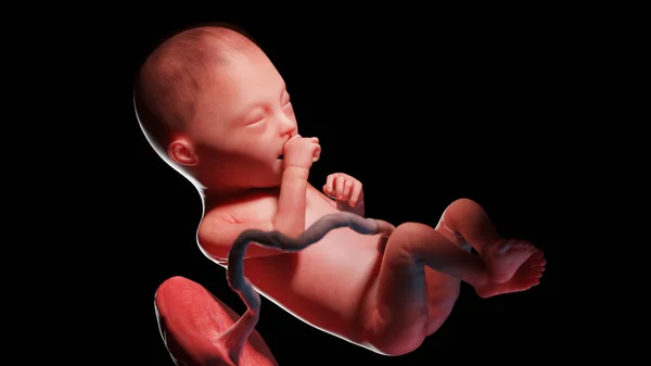 25週目の胎児図 — ストック写真