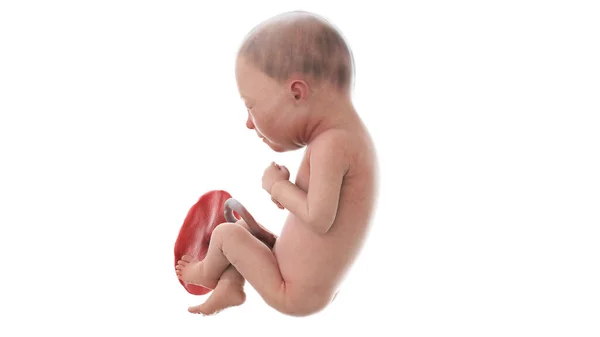 第30周的人类胎儿 — 图库照片