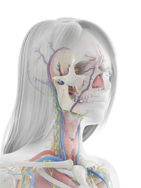 Ludzka Anatomia Białym Tle Ilustracja — Zdjęcie stockowe