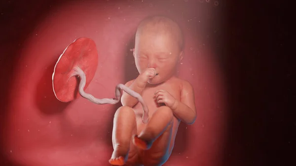 34週目の胎児図 — ストック写真