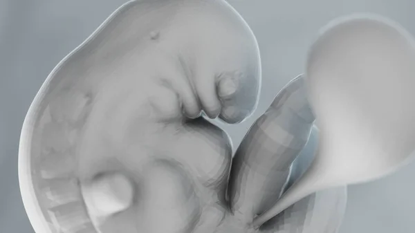 6週目の人間の胎児イラスト — ストック写真