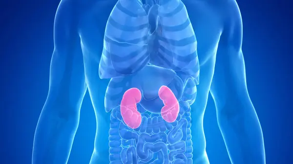 Human Kidney Blue Background Illustration — Stock Photo, Image