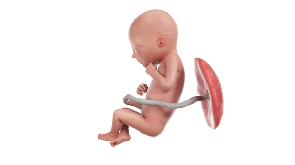 18週目の人間の胎児イラスト — ストック写真