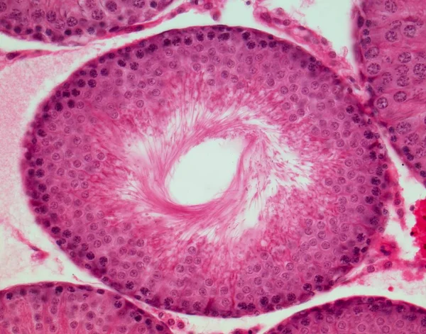 Testis 通过睾丸显示半透明管状部分的光显微图 精囊是精子产生的场所 精子发生 成熟的精子细胞最接近管腔 白色中心 — 图库照片