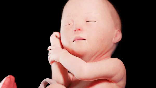 29週目の胎児図 — ストック写真