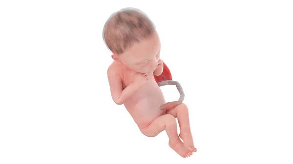 26周时的人类胎儿 — 图库照片