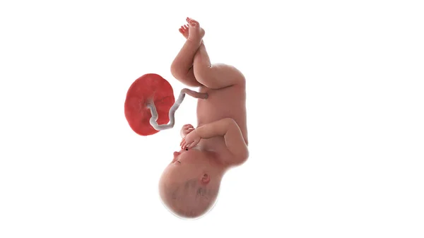 36周时的人类胎儿 — 图库照片