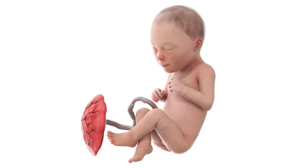 第30周的人类胎儿 — 图库照片
