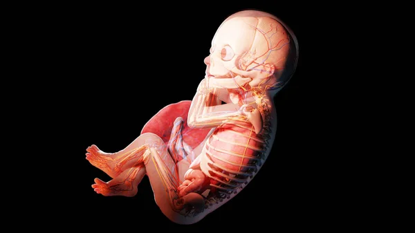 第29周的胎儿 — 图库照片