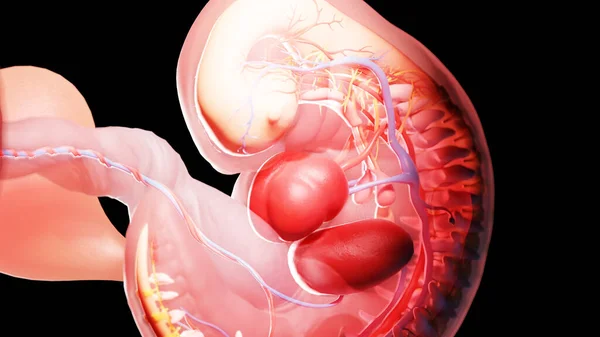 Эмбрион Пятой Неделе Иллюстрация — стоковое фото