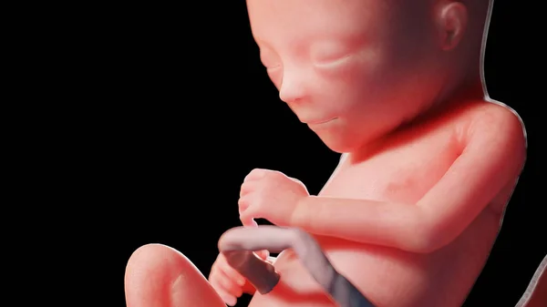 17週目の胎児図 — ストック写真