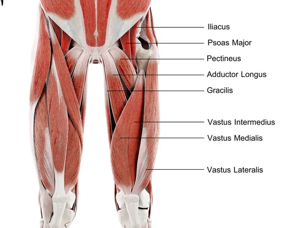 Spieren Van Het Bovenbeen Illustratie — Stockfoto