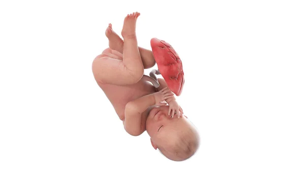 第41周的人类胎儿 — 图库照片