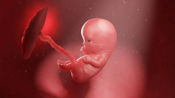 10週目の胎児図 — ストック写真