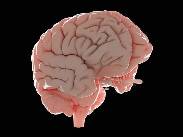 人間の脳のイラスト — ストック写真