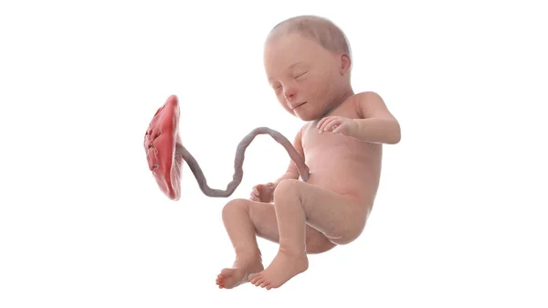 31週目の人間の胎児イラスト — ストック写真