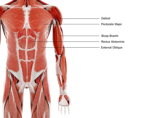 Mięśnie Górnej Części Ciała Ilustracja — Zdjęcie stockowe
