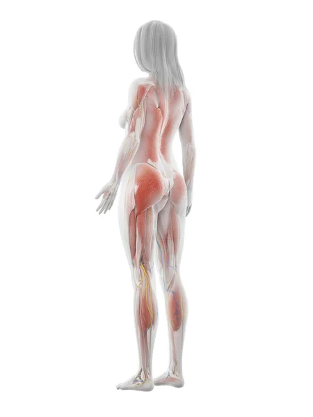 Menselijke Spieren Witte Achtergrond Illustratie — Stockfoto