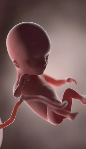 第14周的人类胎儿 — 图库照片