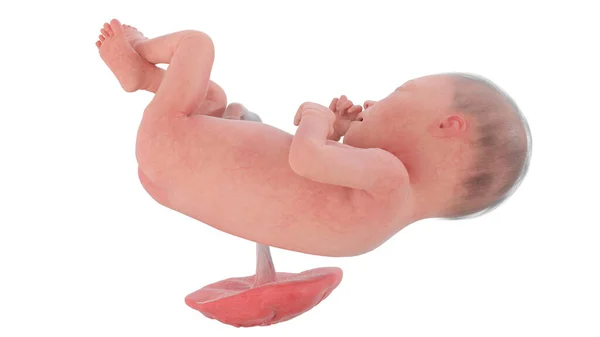25周时的人类胎儿 — 图库照片