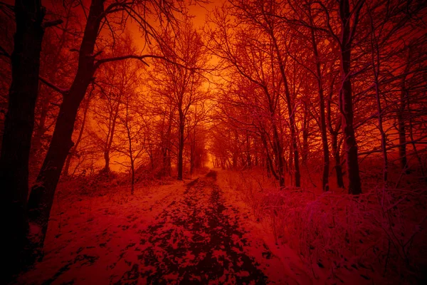 Fák Ködös Időben — Stock Fotó