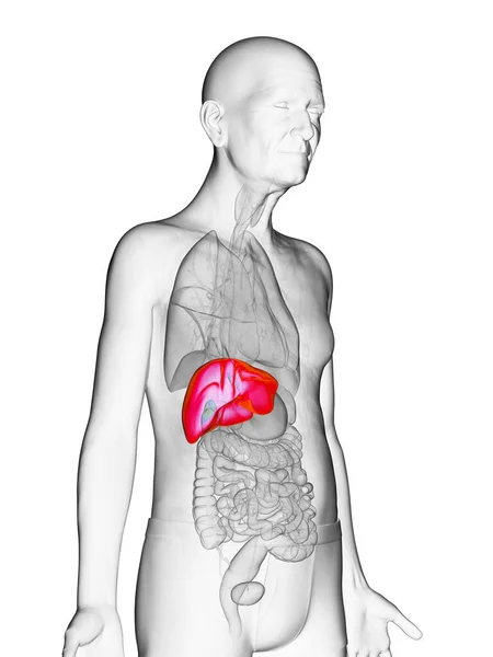 高齢者の肝臓イラスト — ストック写真