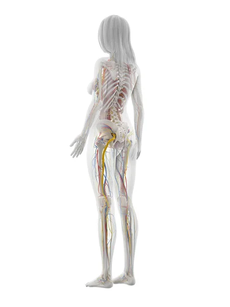 Human Anatomy White Background Illustration — Stock Photo, Image