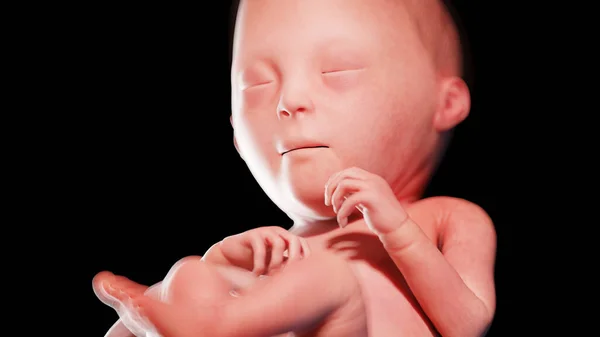 Ανθρώπινο Έμβρυο Την 23Η Εβδομάδα Απεικόνιση — Φωτογραφία Αρχείου
