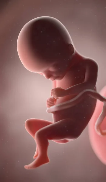 Foetus Manusia Minggu Ilustrasi — Stok Foto