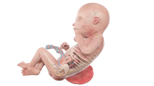 Haftada Insan Fetüsü Anatomisi Illüstrasyon — Stok fotoğraf