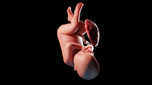 41週目の胎児図 — ストック写真
