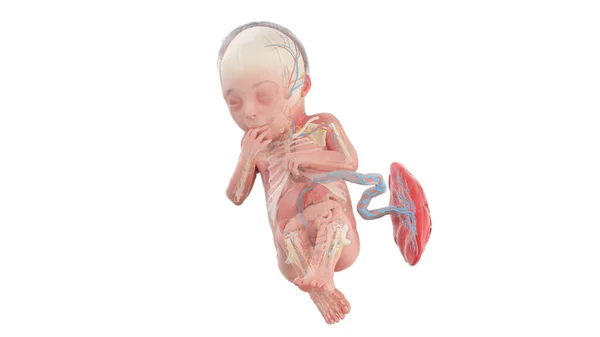 Menselijke Foetus Anatomie Week Illustratie — Stockfoto