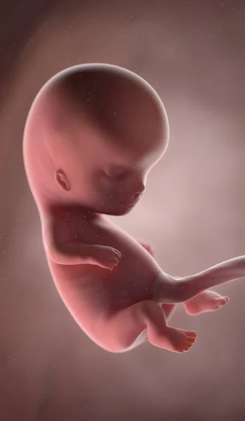 人类胎儿第10周 — 图库照片