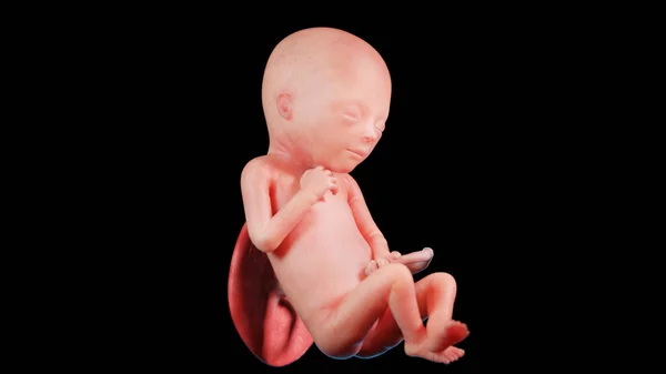 第19周的胎儿 — 图库照片