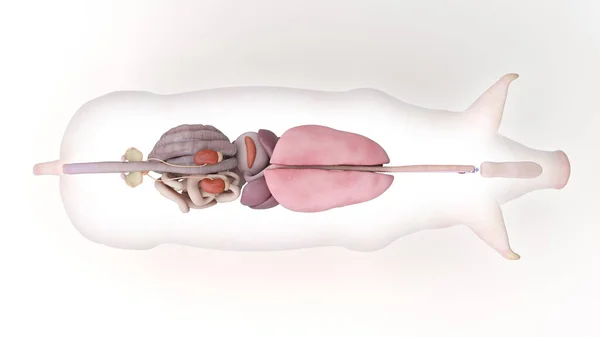 白色背景下分离的猪解剖学 — 图库照片